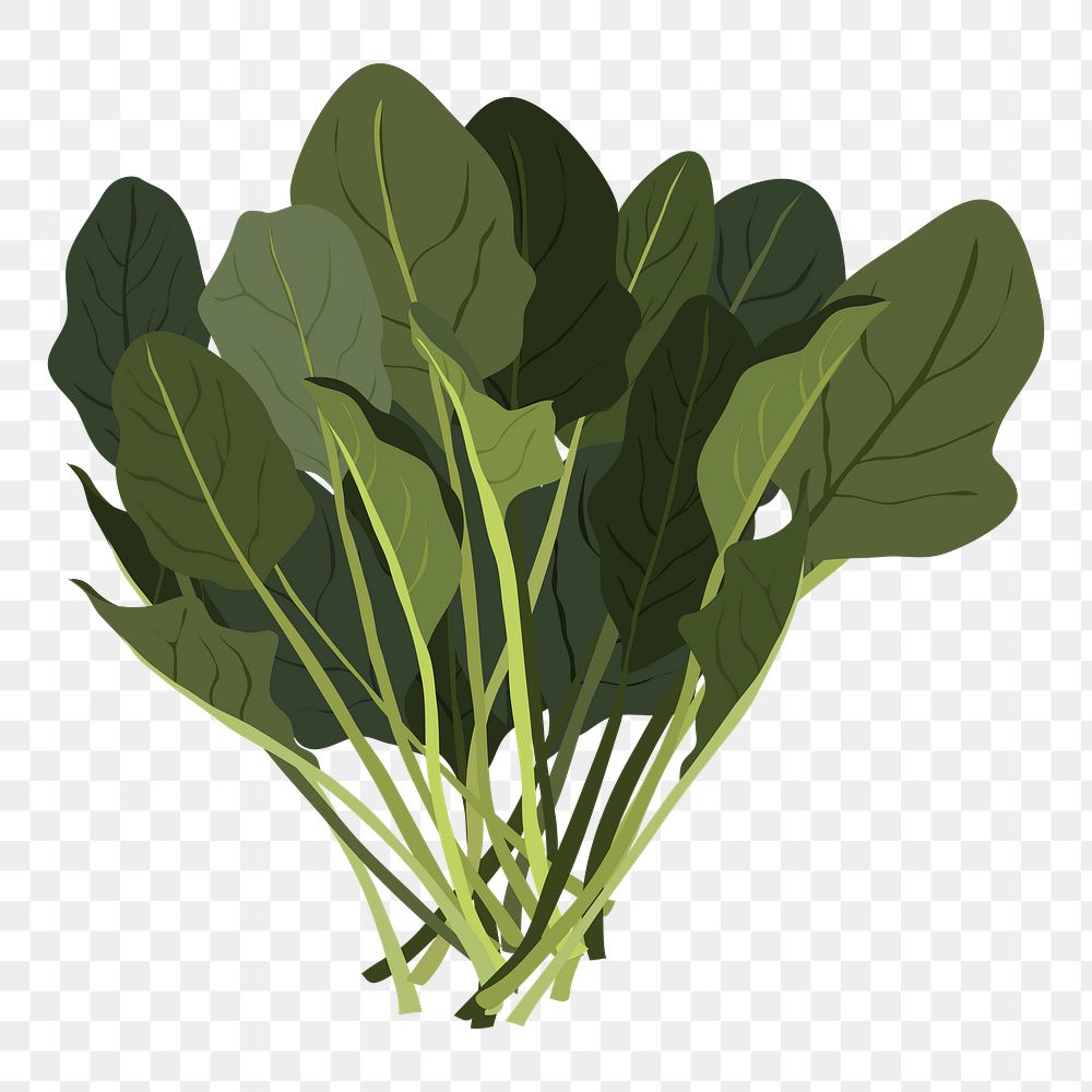 Water spinach png sticker, vegetable illustration on transparent background