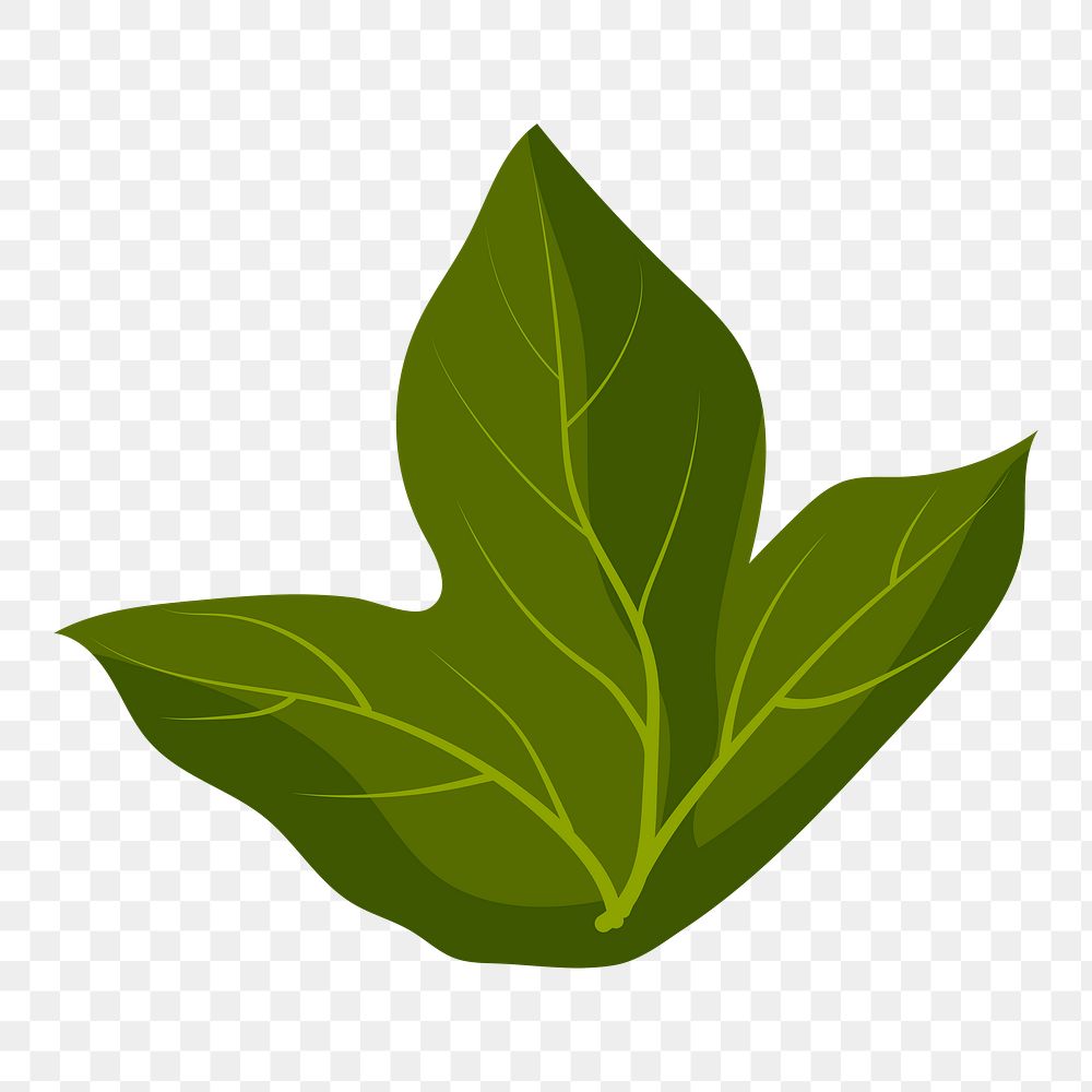 Leaf png sticker, botanical illustration on transparent background