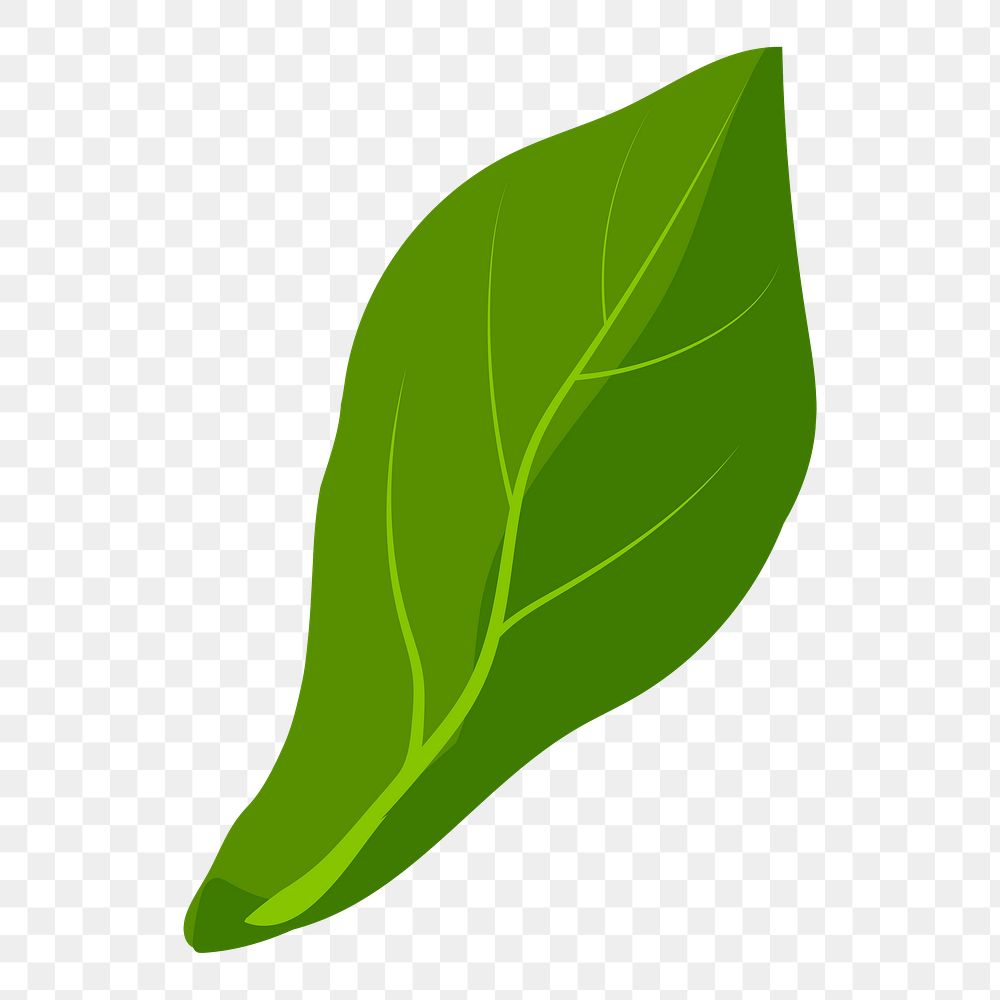 Leaf png sticker, botanical illustration on transparent background