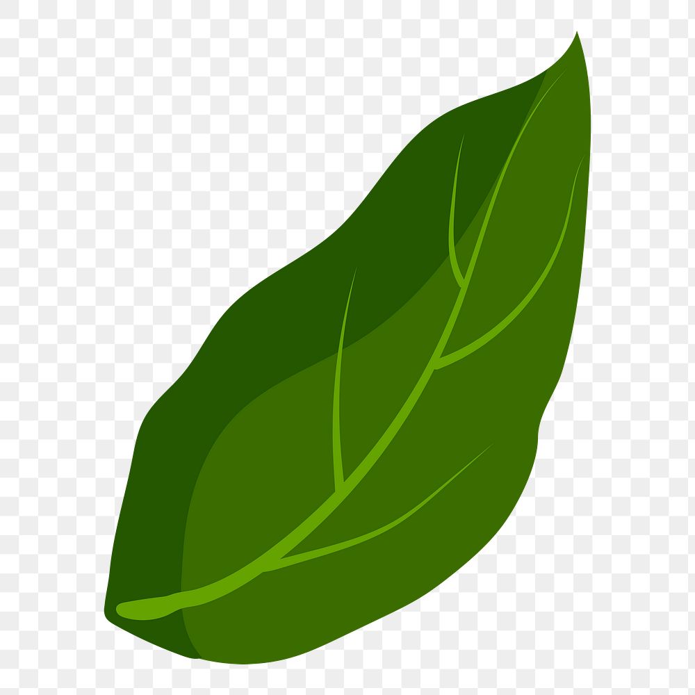 Green leaf png sticker, botanical illustration on transparent background