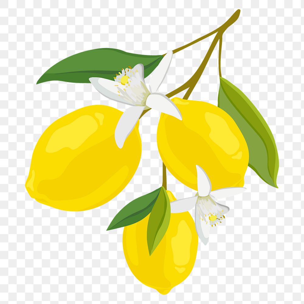 Lemon png sticker, fruit illustration on transparent background