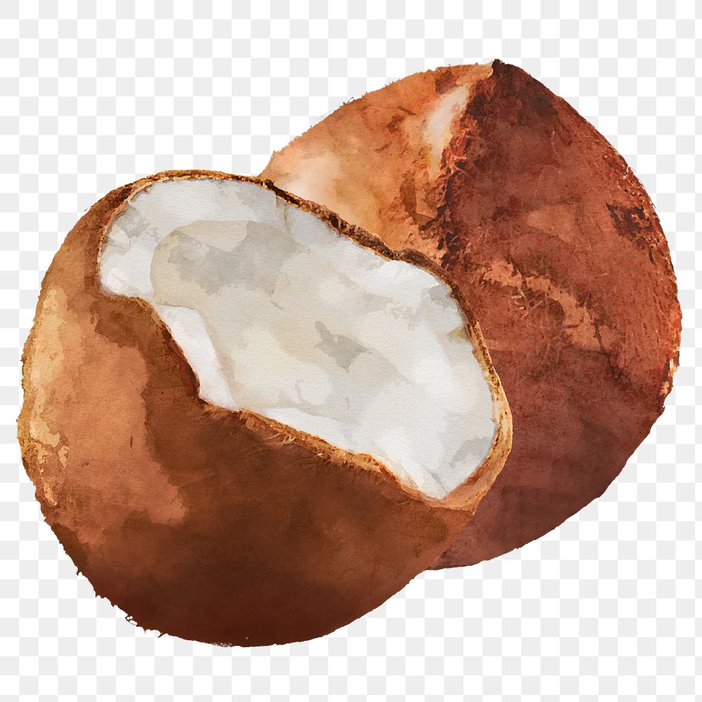 Coconut png clipart, fruit drawing on transparent background