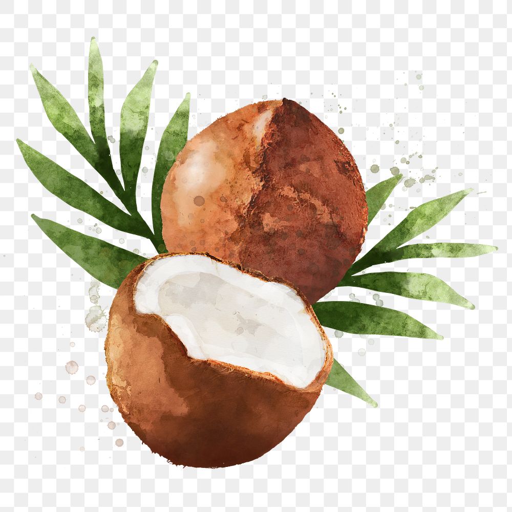 Coconut png clipart, fruit sticker on transparent background