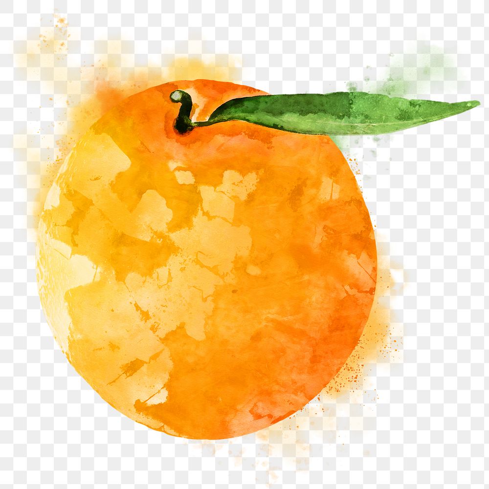 Mandarin orange png clipart, fruit drawing on transparent background
