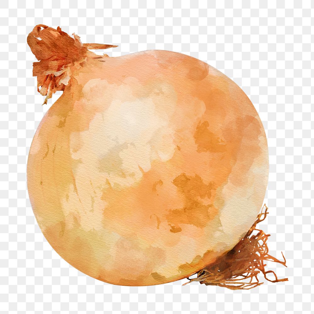 Onion png clipart, vegetable sticker on transparent background