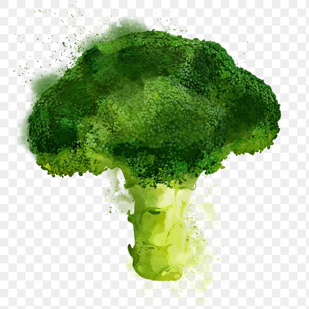 Broccoli png clipart, vegetable drawing on transparent background