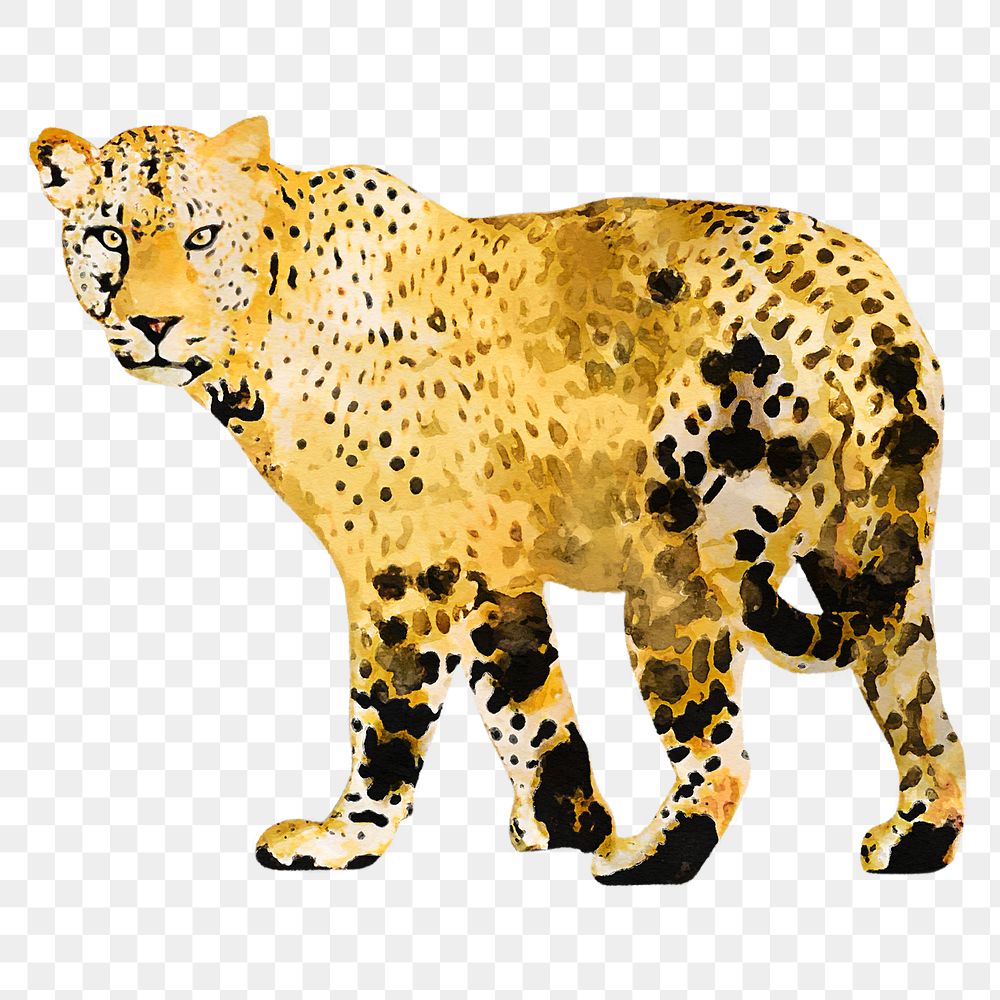Leopard png sticker, watercolor illustration, transparent background