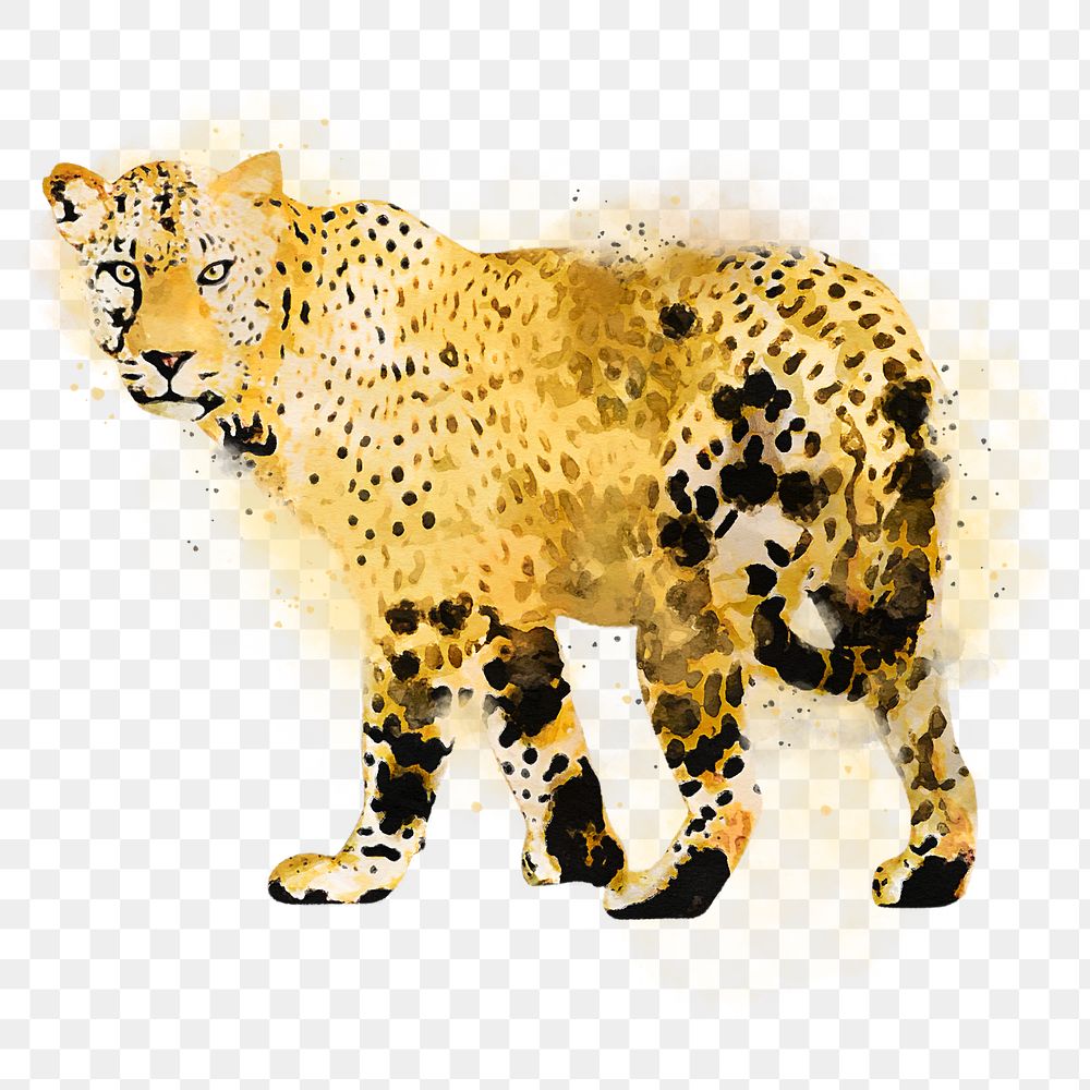 Leopard png sticker, watercolor illustration, transparent background