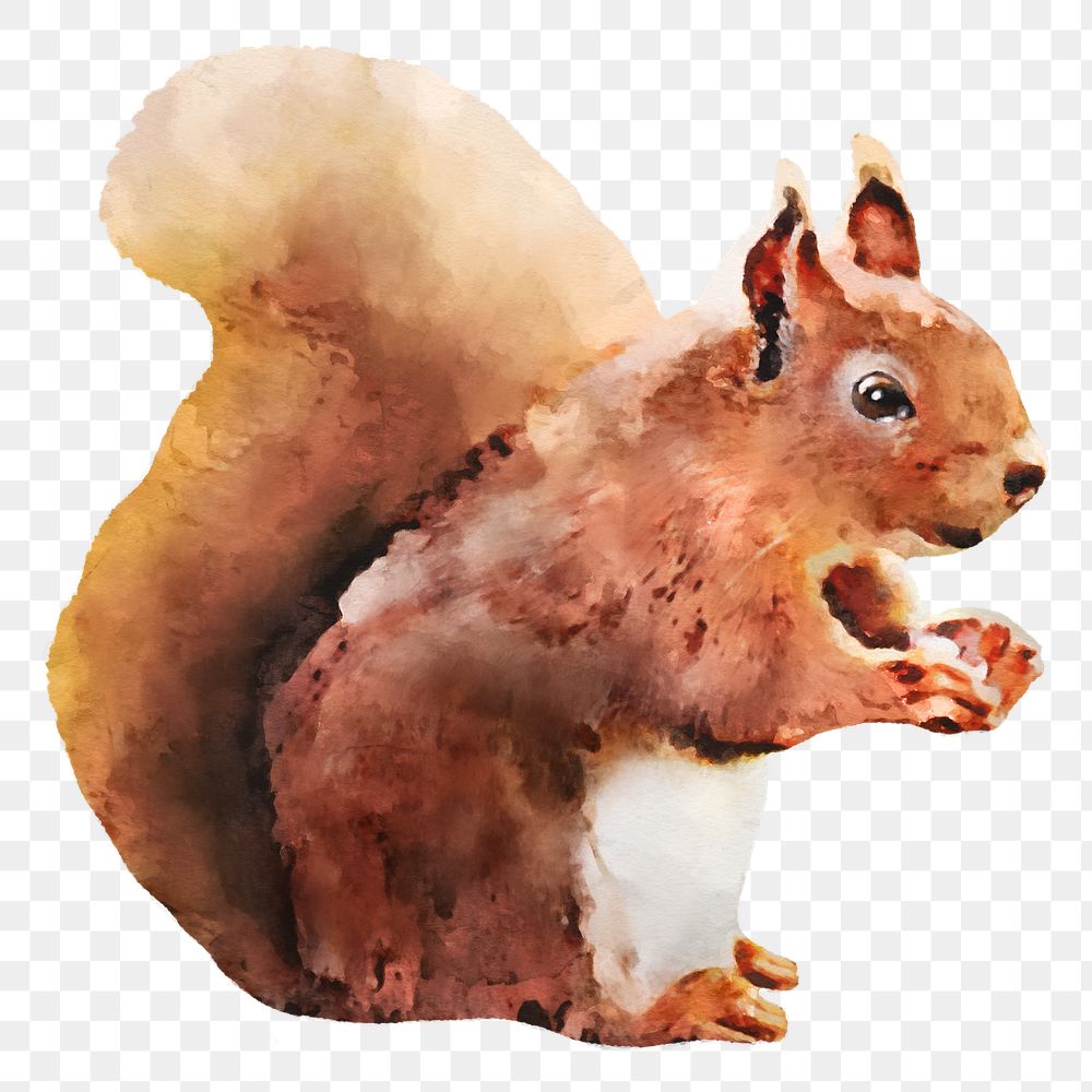 Squirrel png sticker, watercolor illustration, transparent background