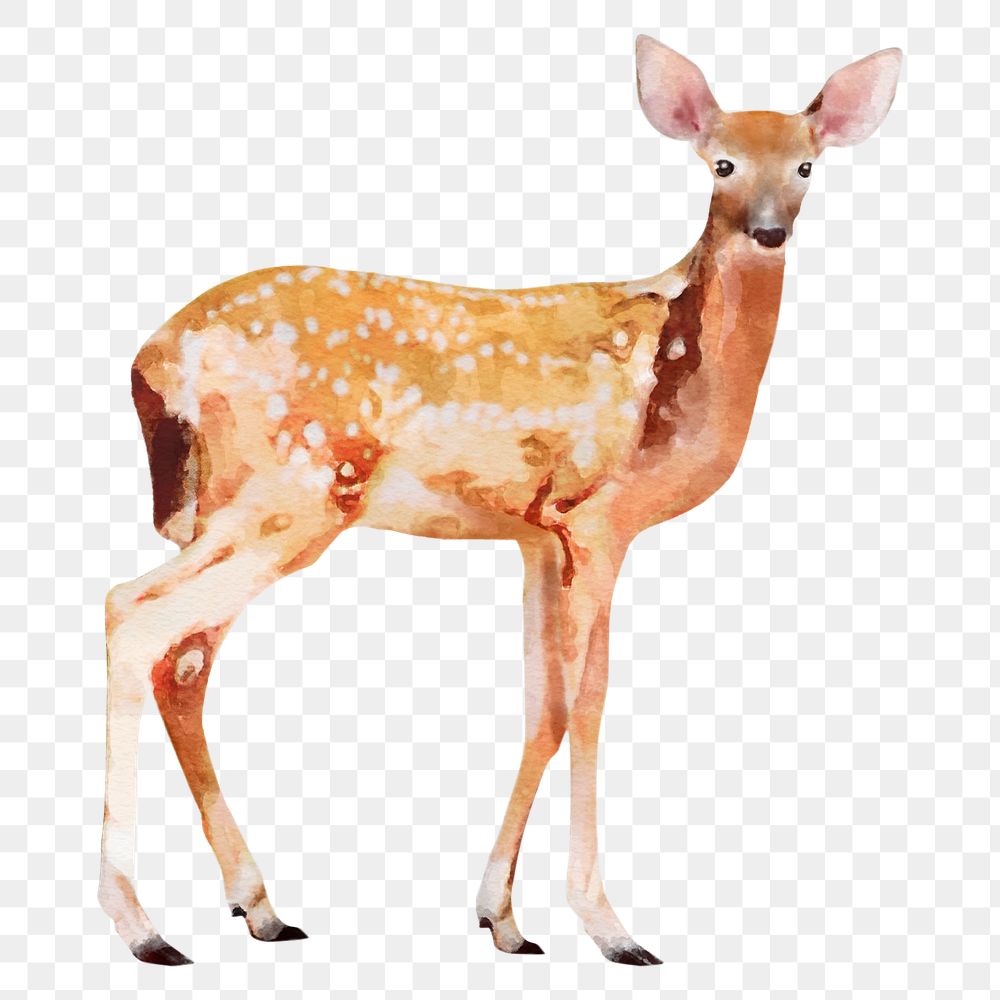 Spotted deer png sticker, watercolor illustration, transparent background