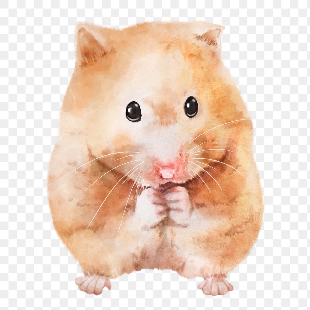 Golden hamster  png sticker, watercolor illustration, transparent background