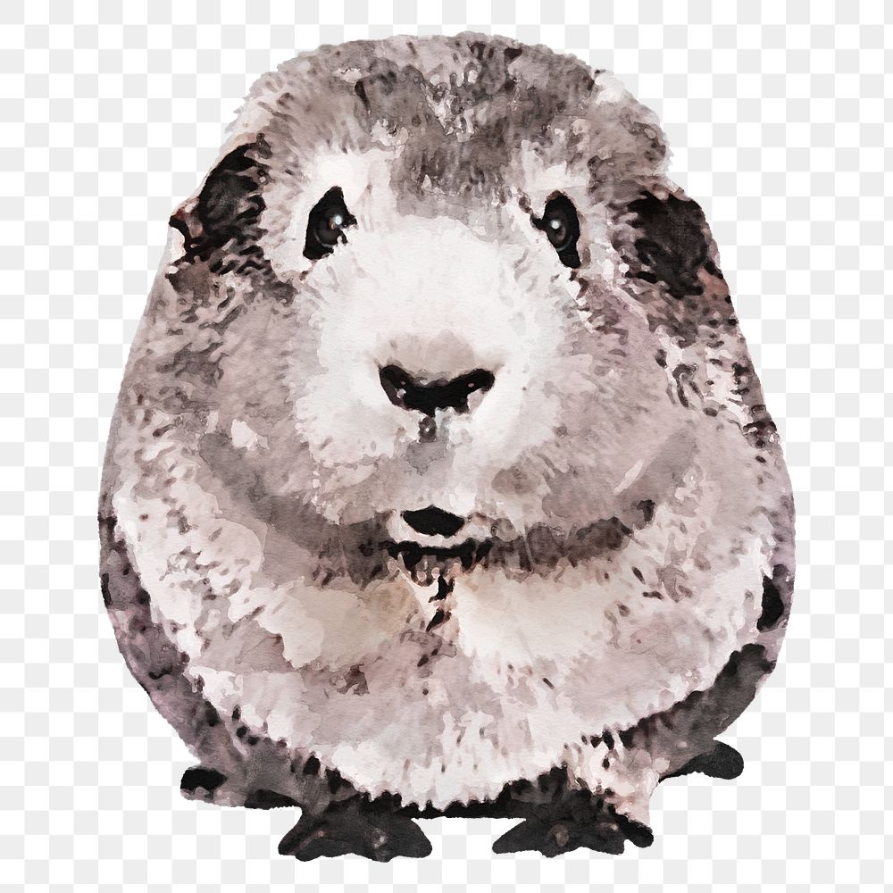 Guinea pig  png sticker, watercolor illustration, transparent background