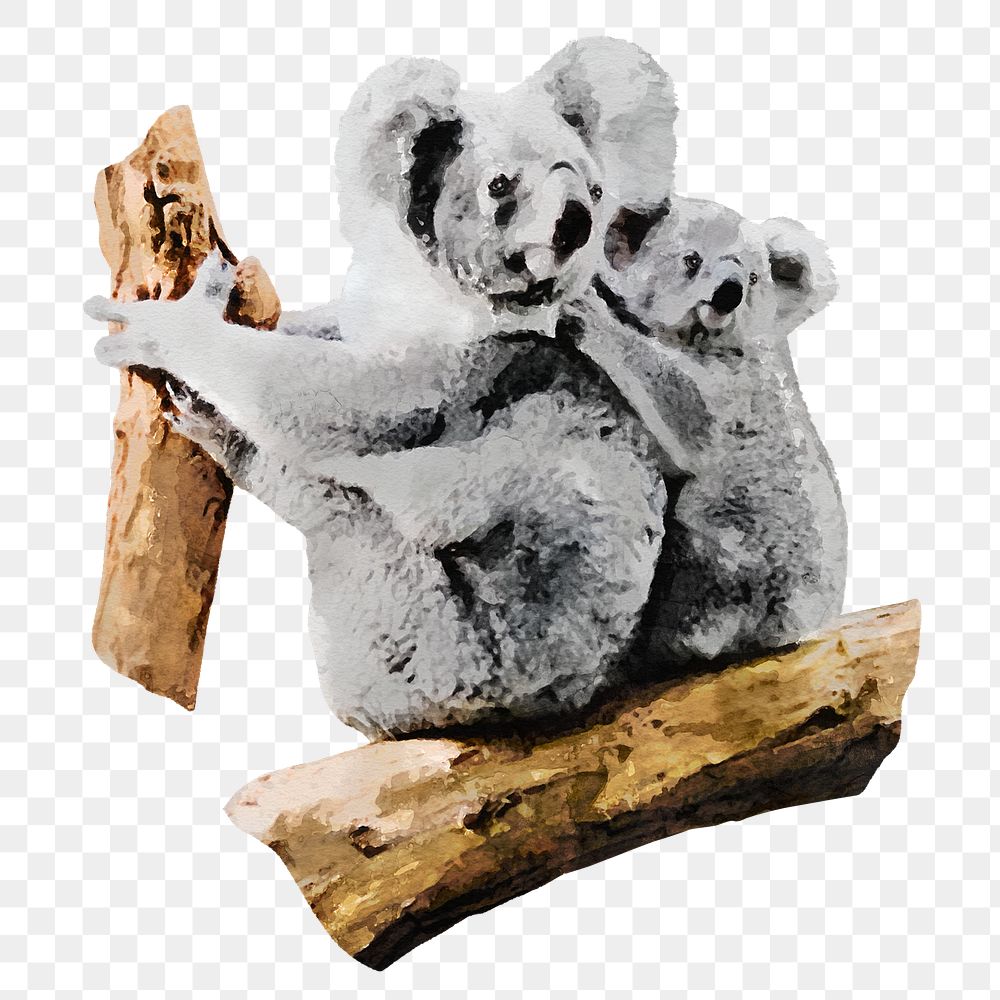 Koalas png sticker, watercolor illustration, transparent background