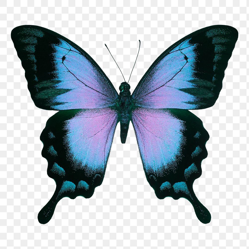 Ulysses butterfly png sticker, aesthetic insect illustration on transparent background
