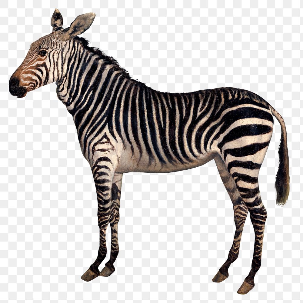 Zebra png animal sticker, wildlife on transparent background