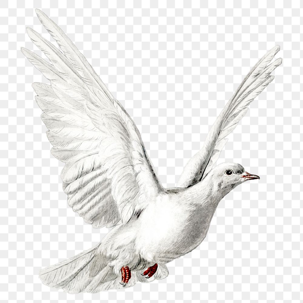 White dove png, bird sticker, animal illustration on transparent background