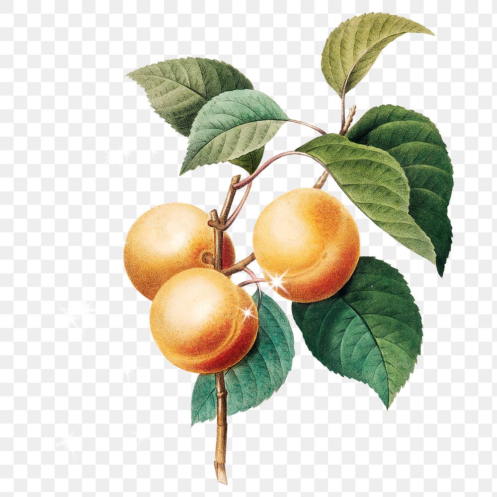 Peaches branch png clipart, vintage fruit illustration on transparent background