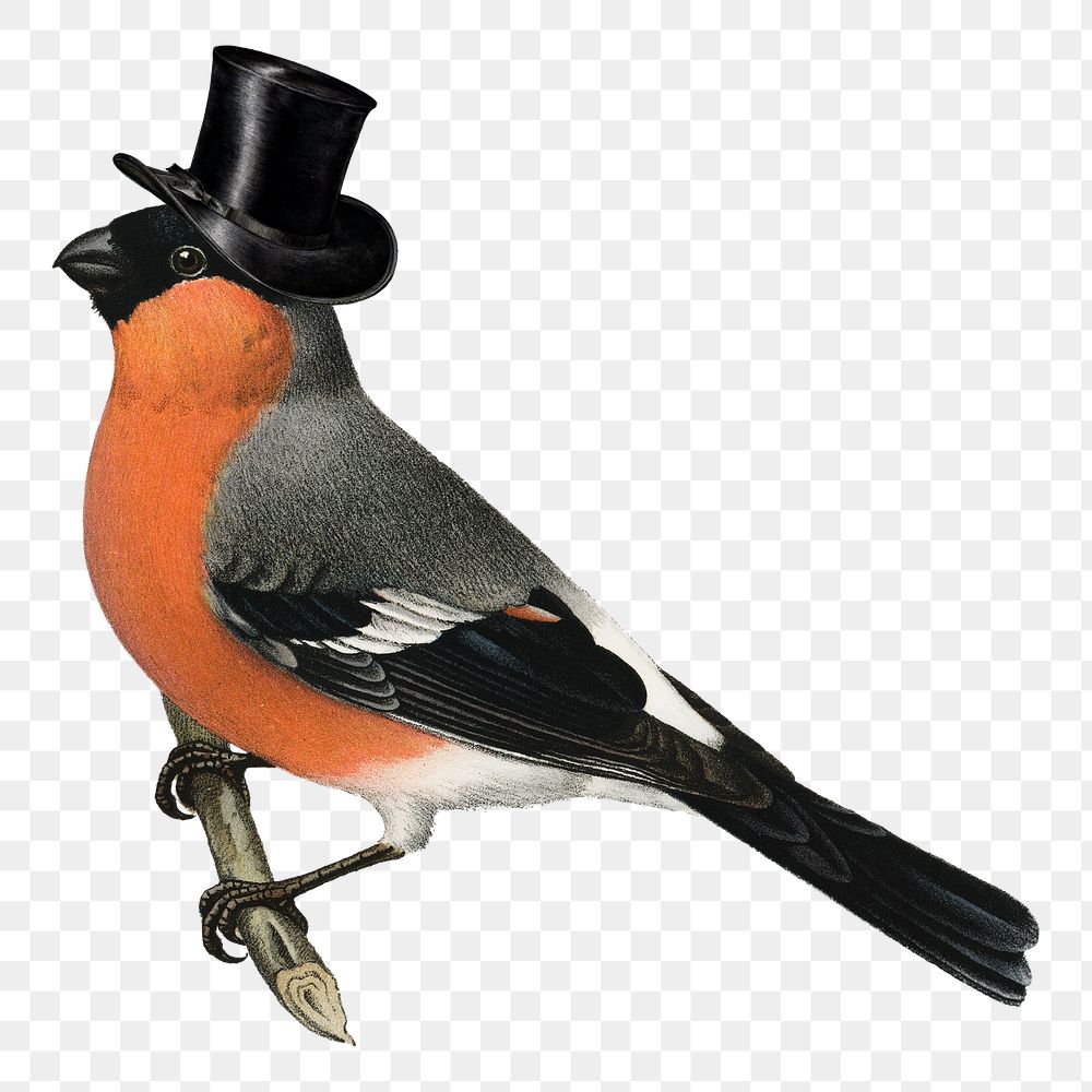 Bullfinch bird png wearing top hat, animal illustration on transparent background