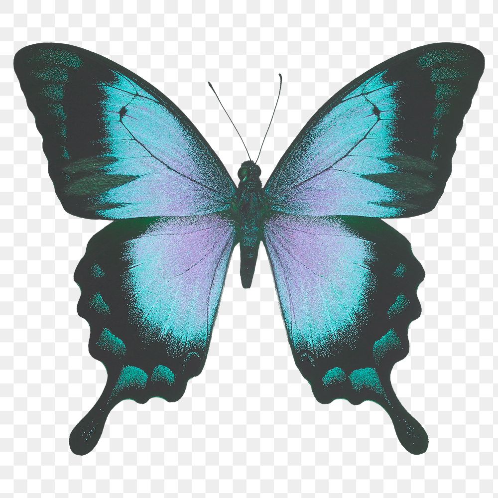 Ulysses butterfly png clipart, aesthetic insect illustration on transparent background