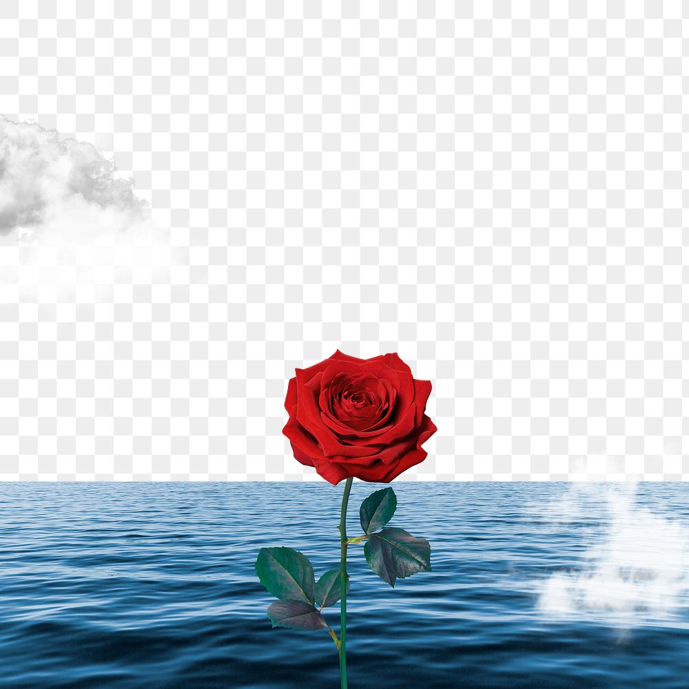 Ocean rose png border, transparent background, nature aesthetic surreal collage
