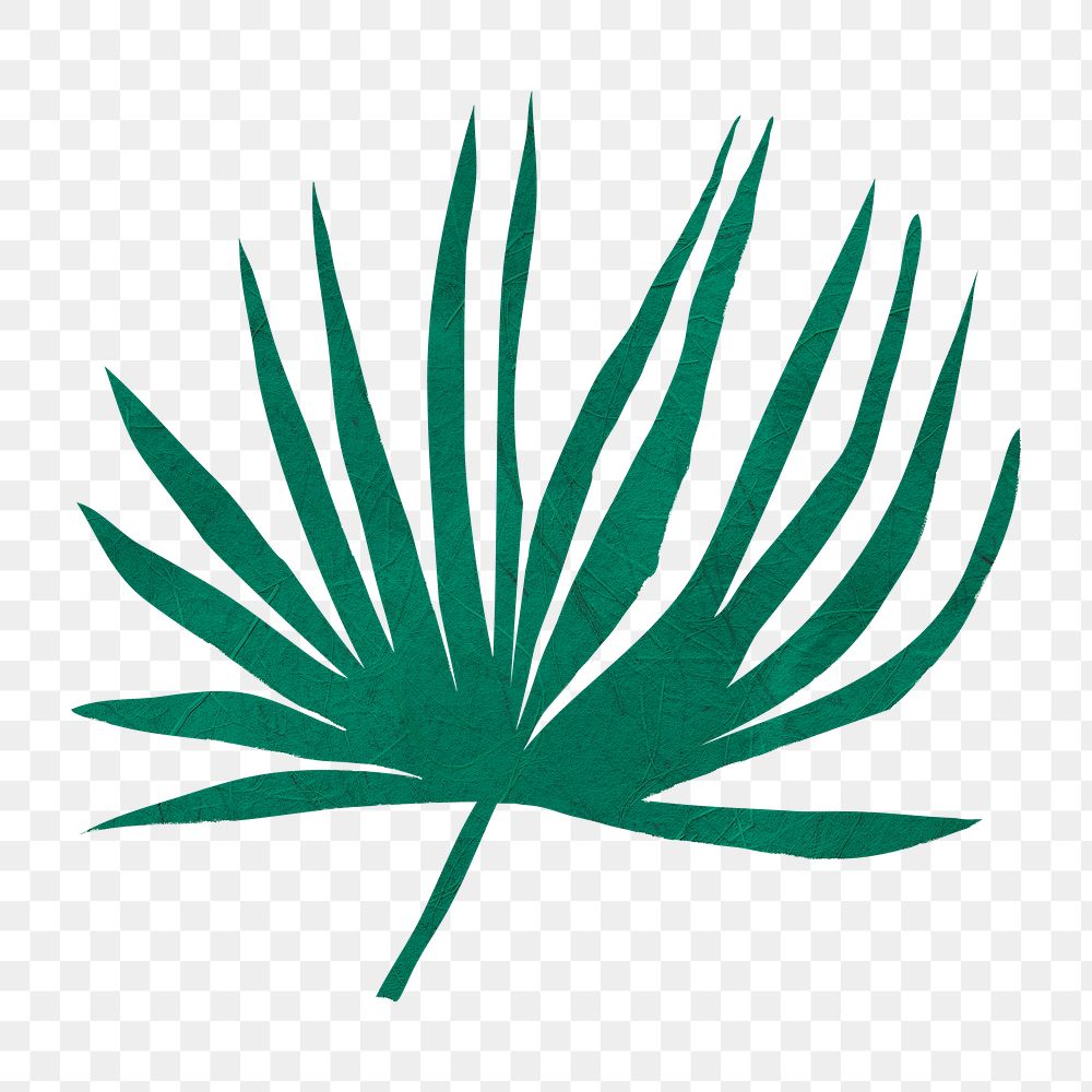 PNG green fan palm leaf, nature collage element, transparent background