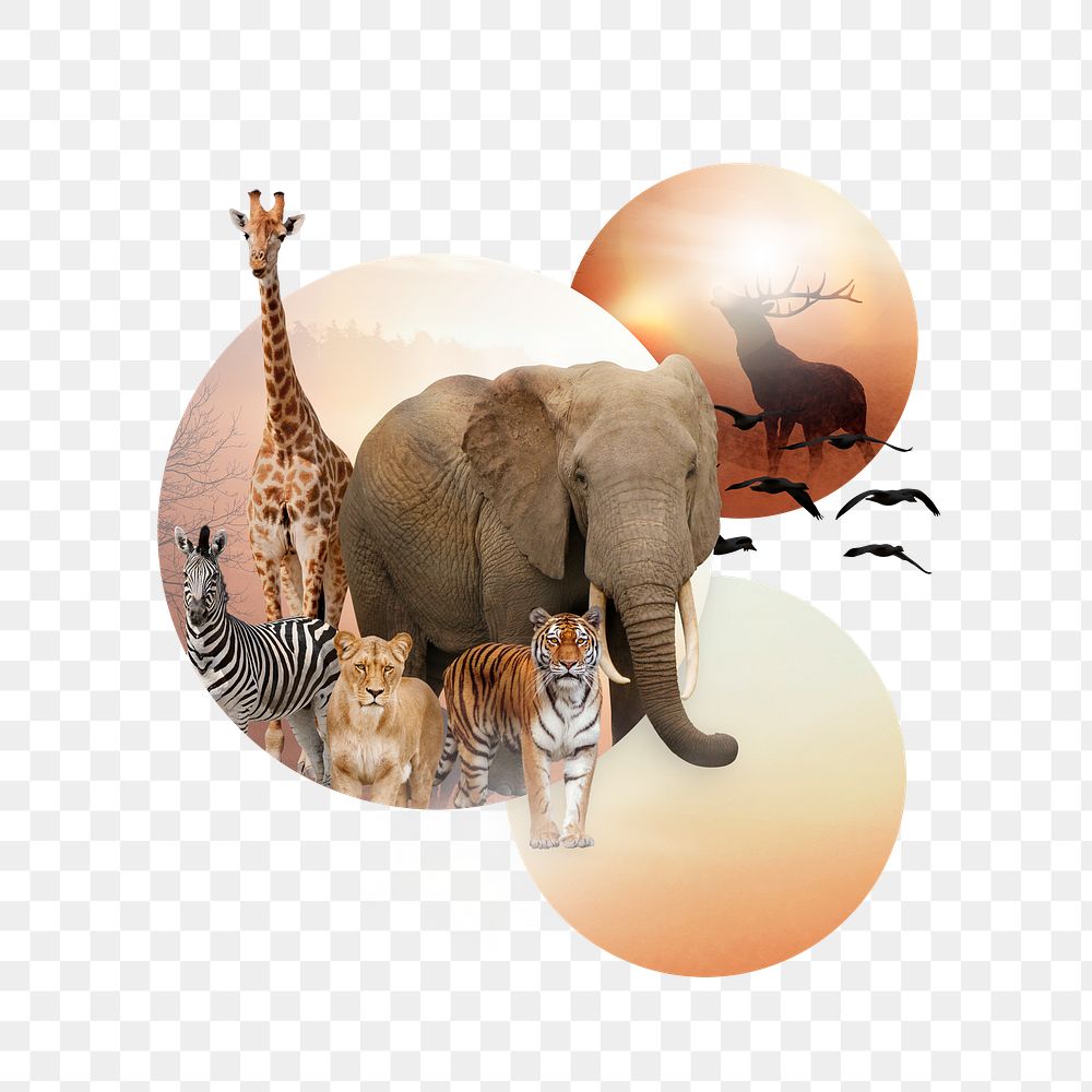 Wildlife extinction png, global warming impact collage element, transparent background