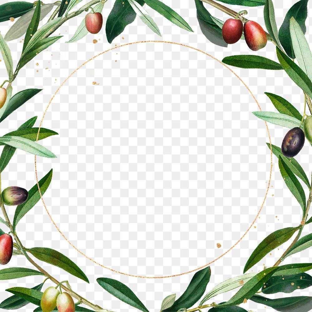 Olive branches wreath png botanical