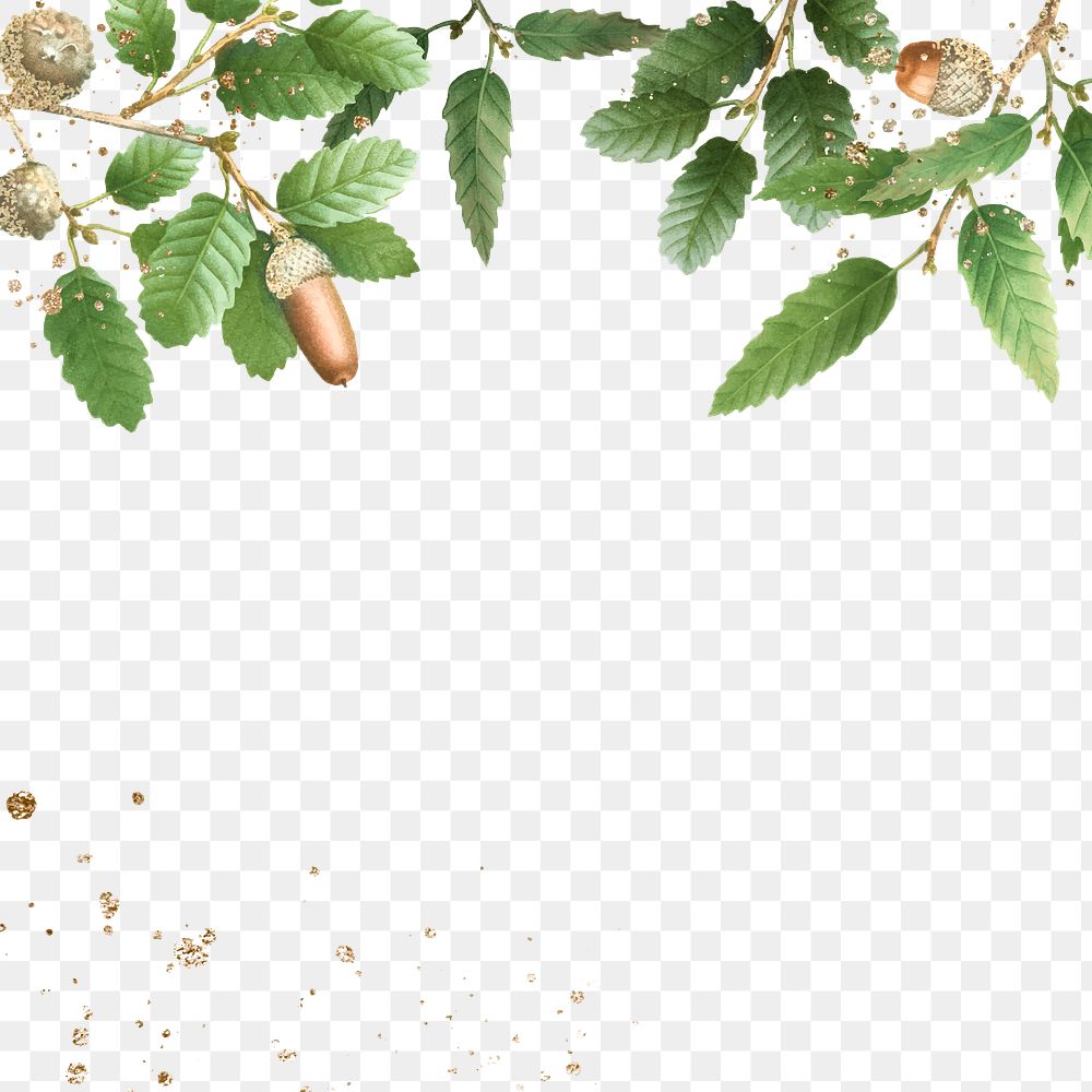 Side Border Png Oak Leaf Free Png Rawpixel