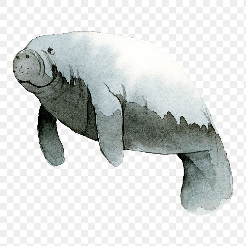 Watercolor painted dugong transparent png Premium PNG Sticker rawpixel