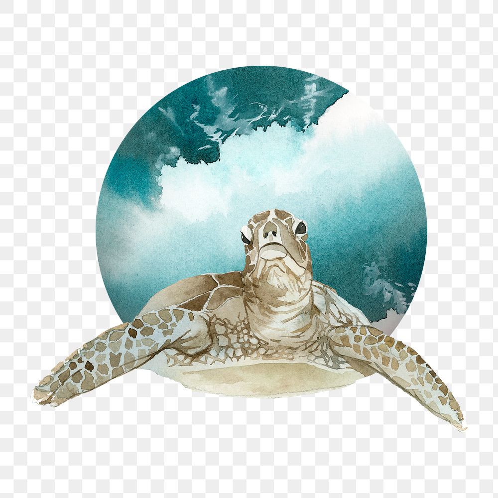 Watercolor painted turtle in a green badge transparent png