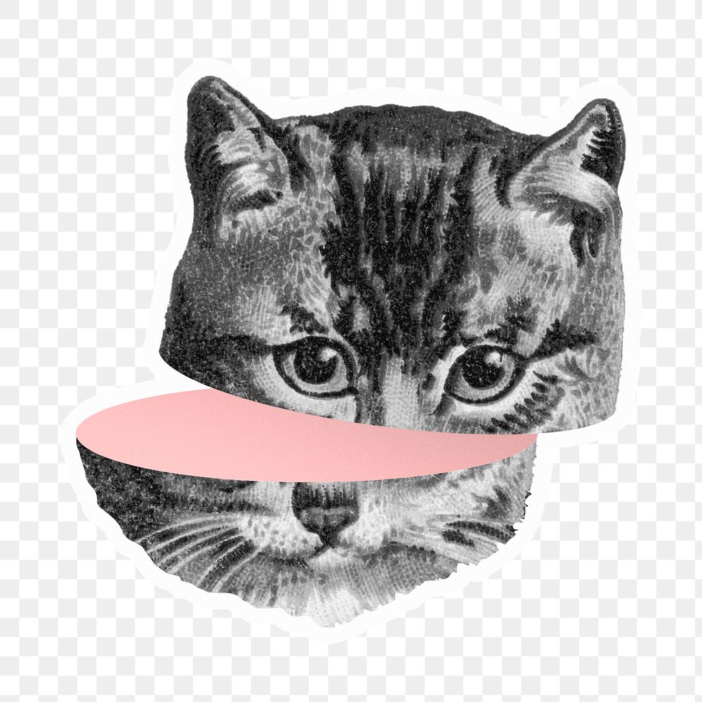 soft pfp <3  Cat aesthetic, Pink cat, Cat light