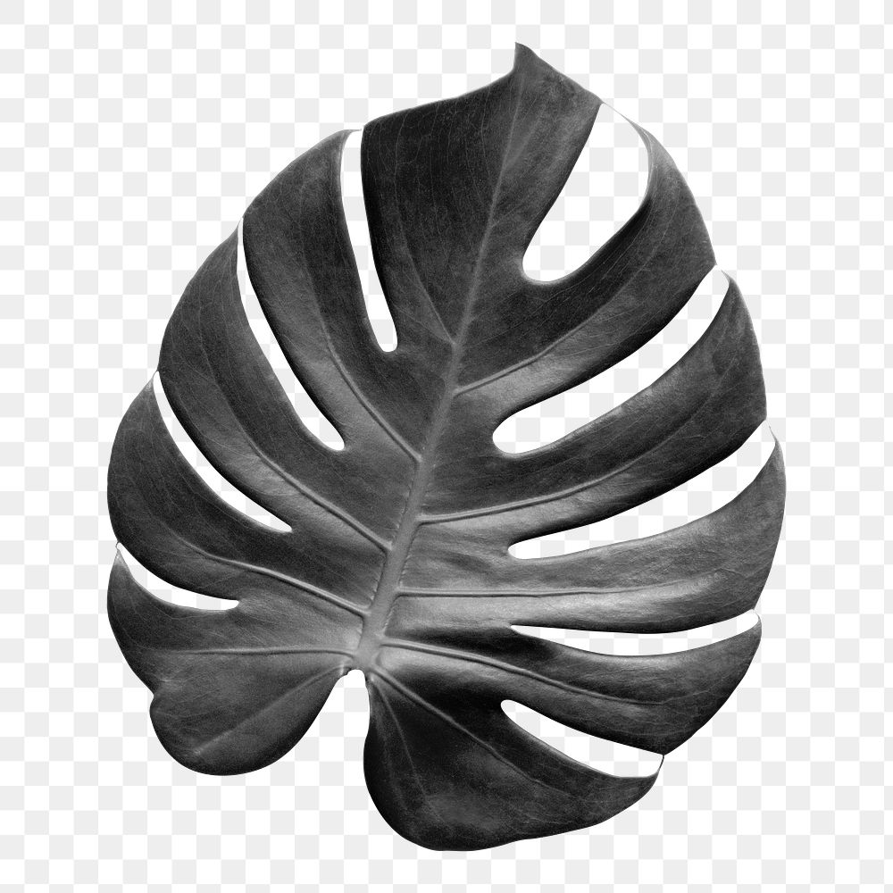 Gray monstera leaf design element 