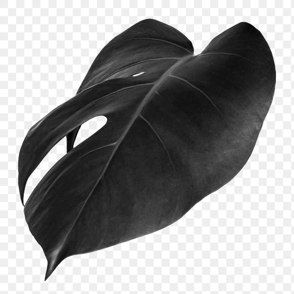 Black monstera leaf design element 