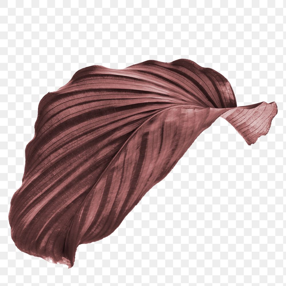Copper Calathea Orbifolia leaf design resource