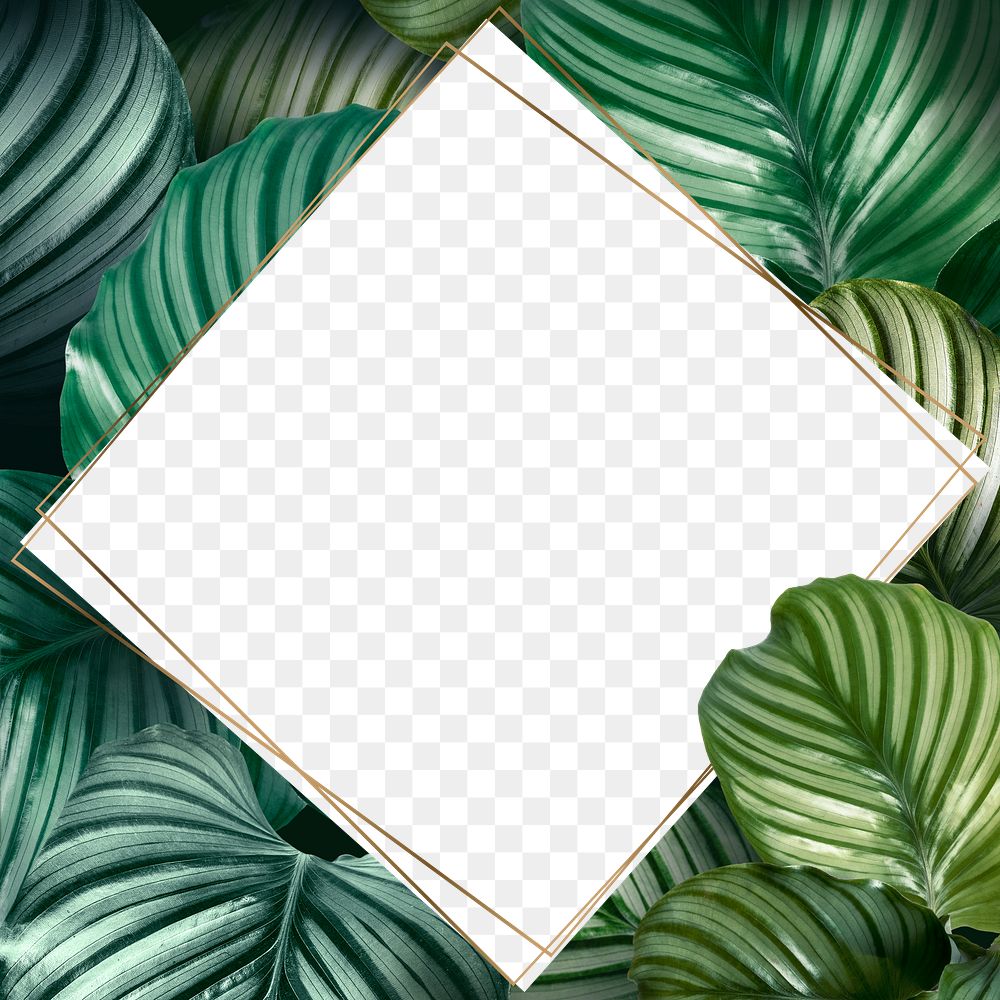 Green Calathea Orbifolia leaves frame