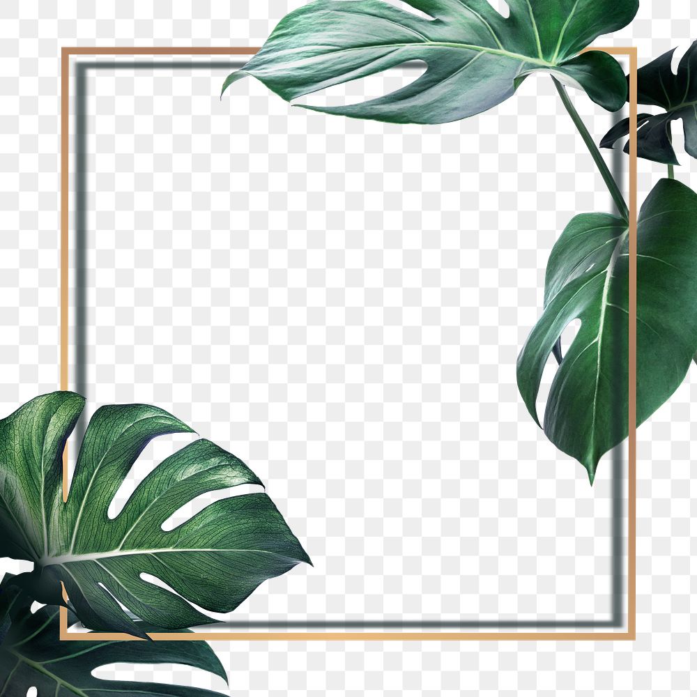 Golden square monstera leaves frame design resource