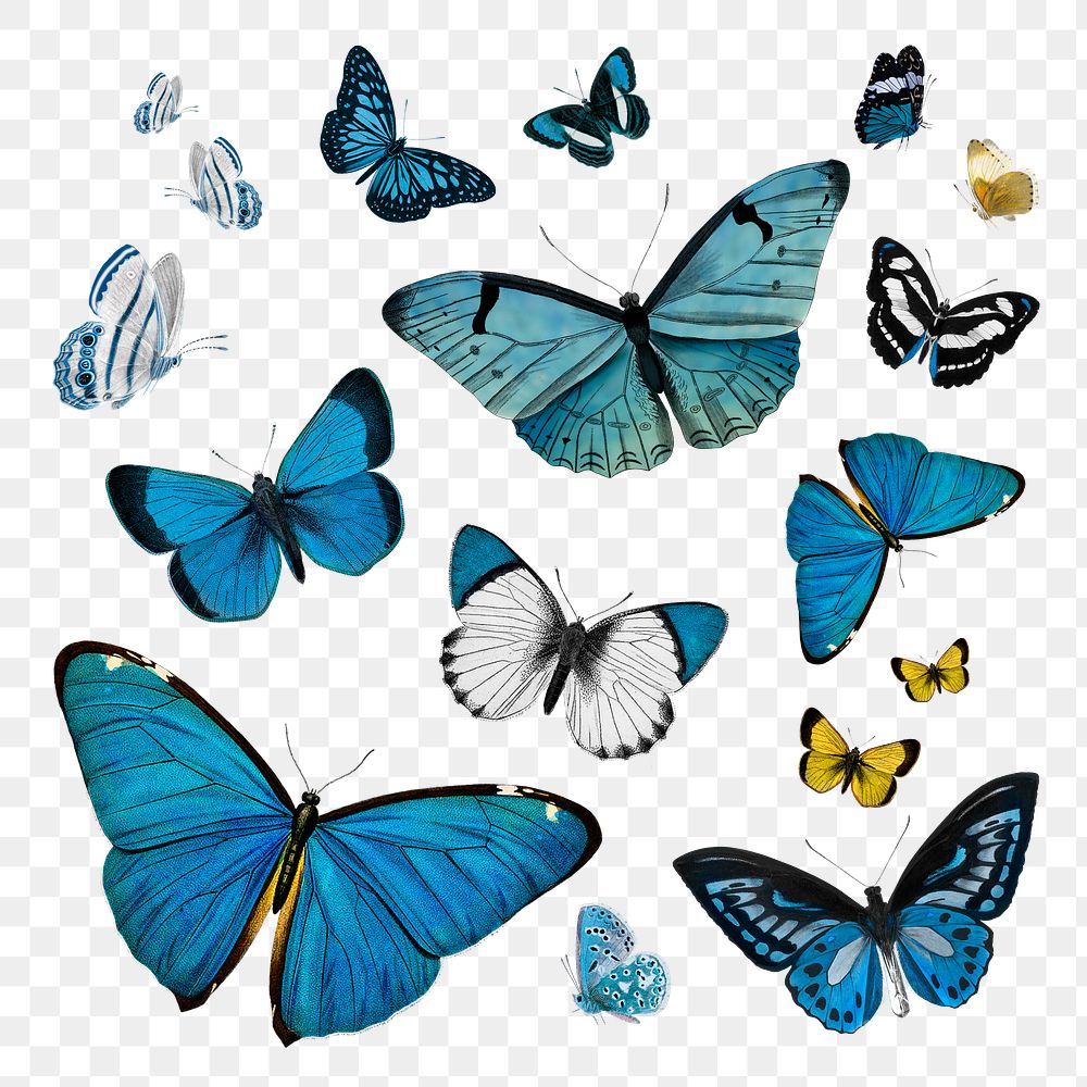 Vintage Common Blue butterflies illustration | Premium PNG - rawpixel