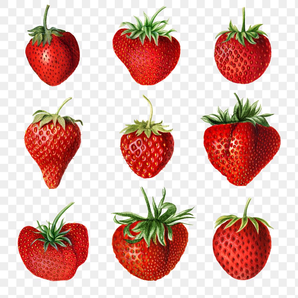 Hand drawn natural fresh strawberries illustration
