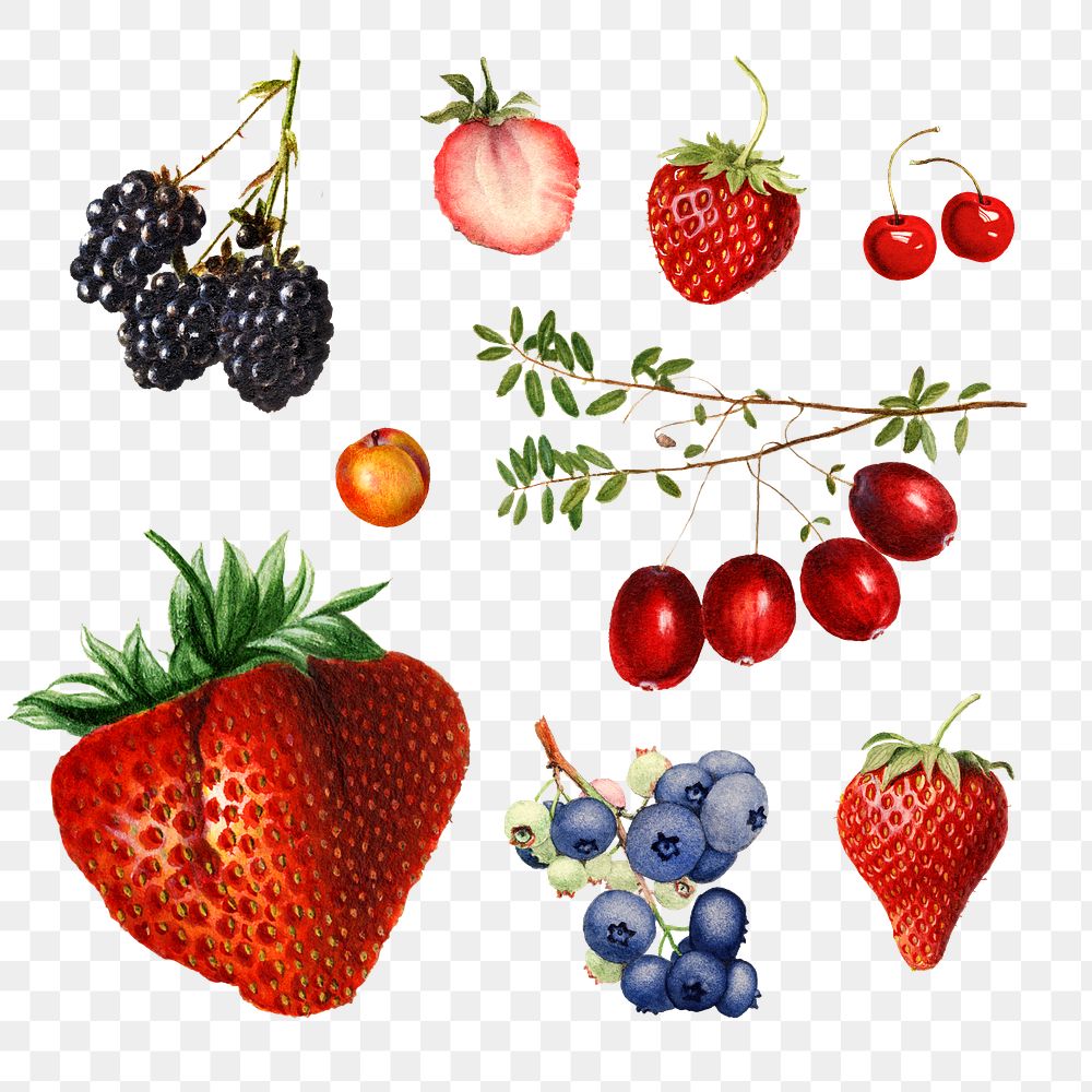 Detailed mixed berry drawings set