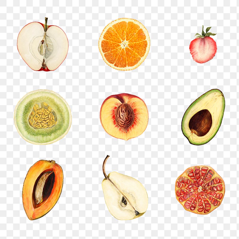 Hand drawn mixed tropical fruit design element