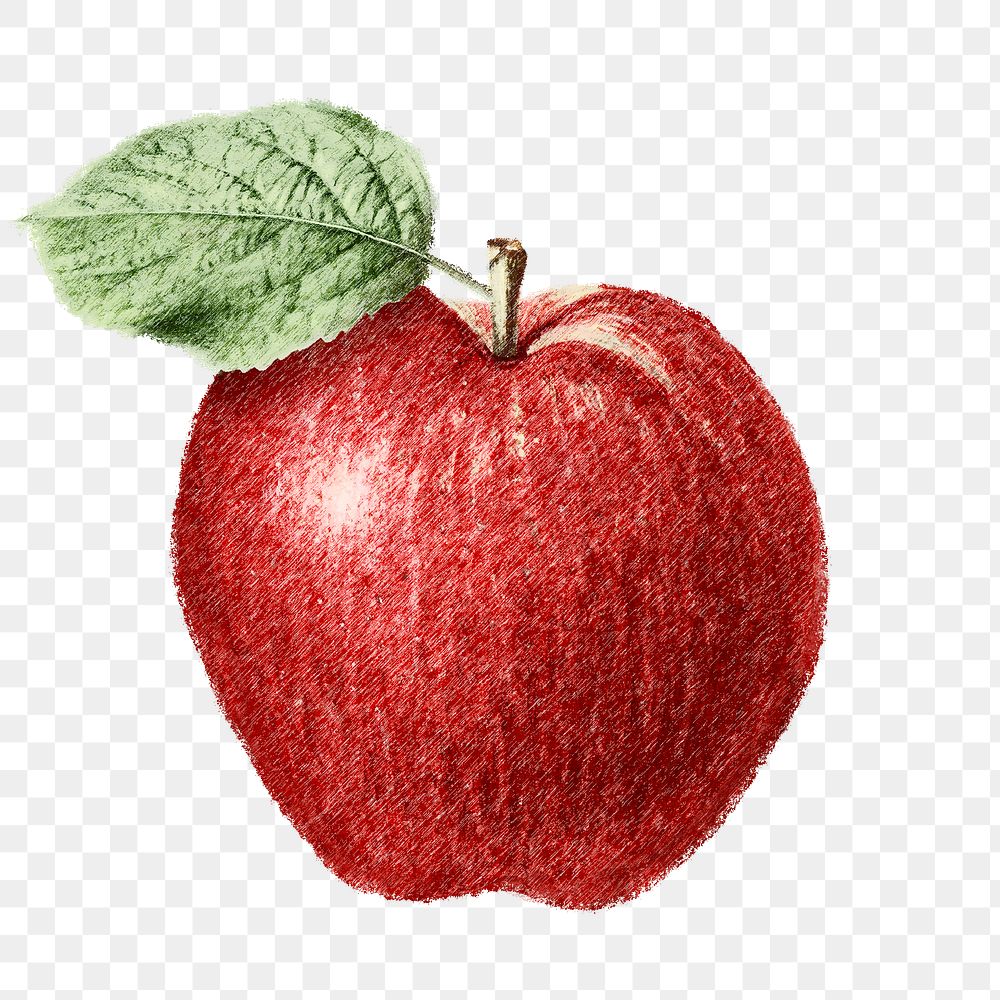 Red apple sketch design resource
