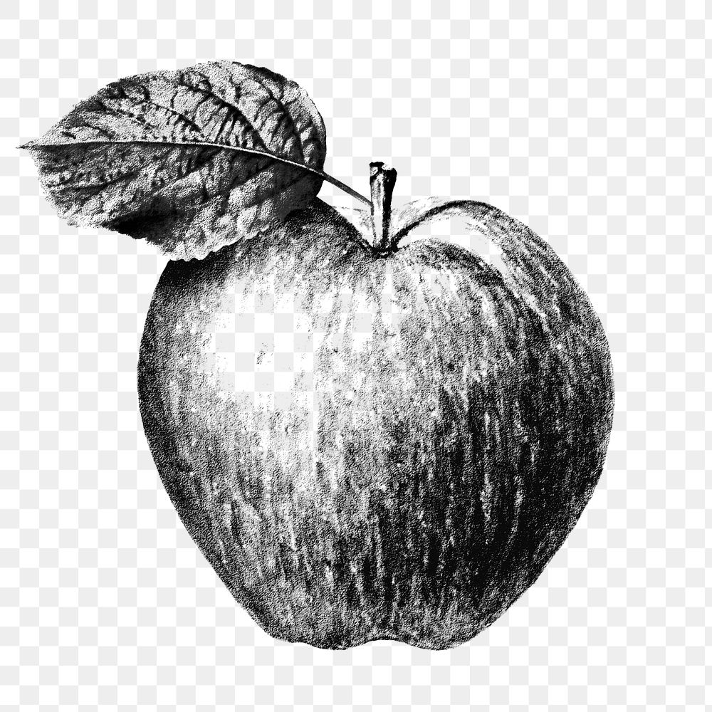 Monotone apple illustration sketch style