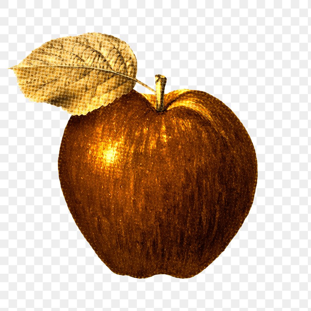 Golden apple illustration sketch style