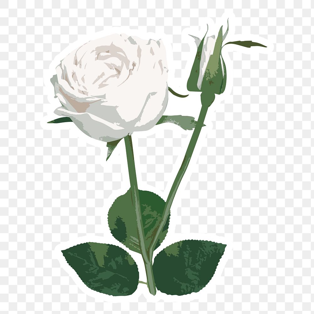 Vectorized white rose flower sticker with white border design element