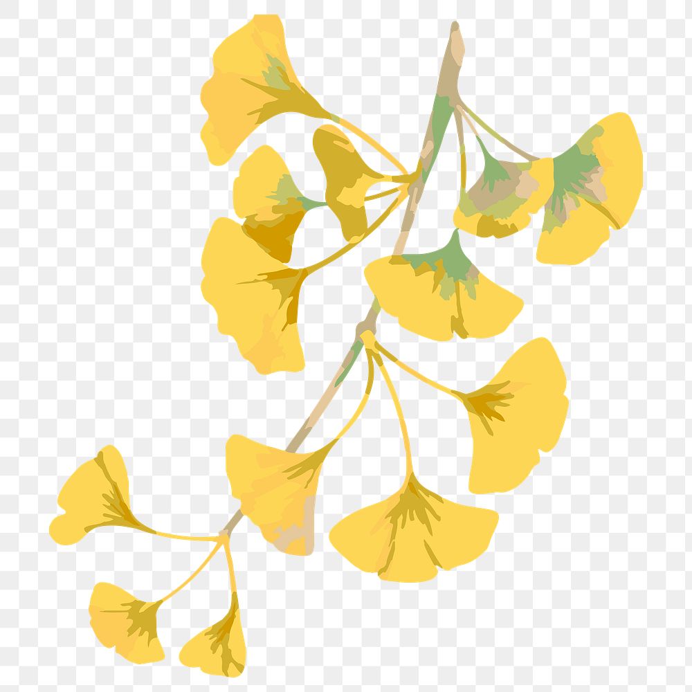 Vectorized branch of yellow ginkgo leaves design element