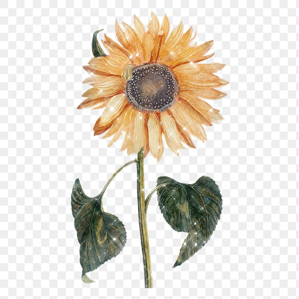 Hand drawn sunflower design element