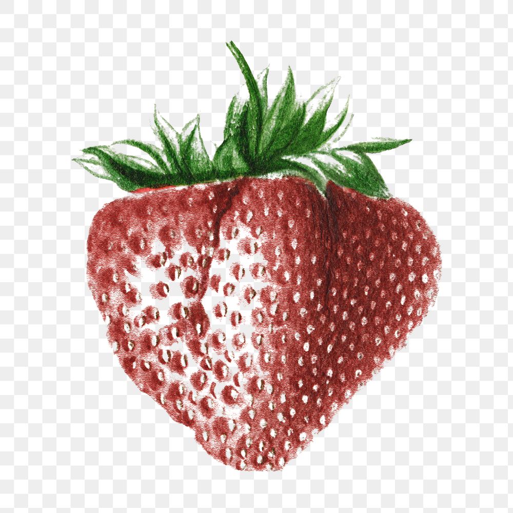Hand colored strawberry design element