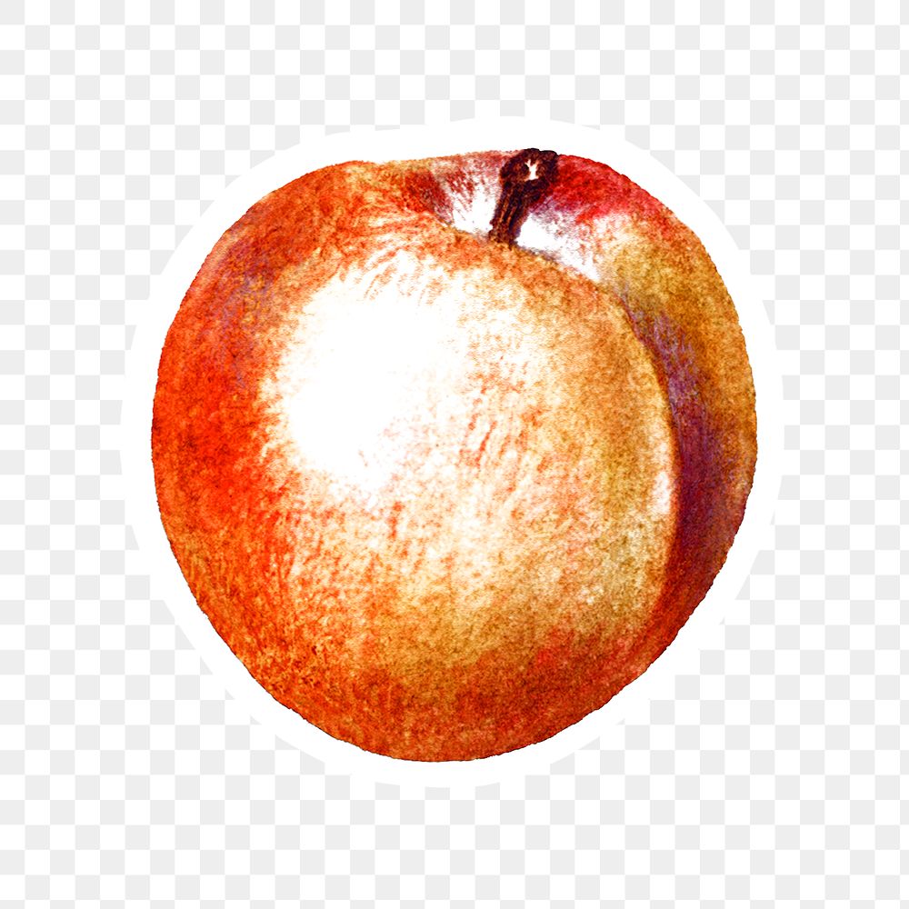 Hand drawn peach sticker overlay with a white border