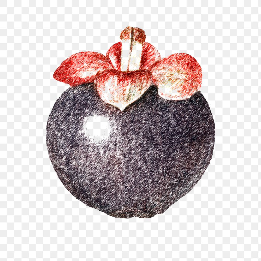 Hand colored mangosteen fruit design element