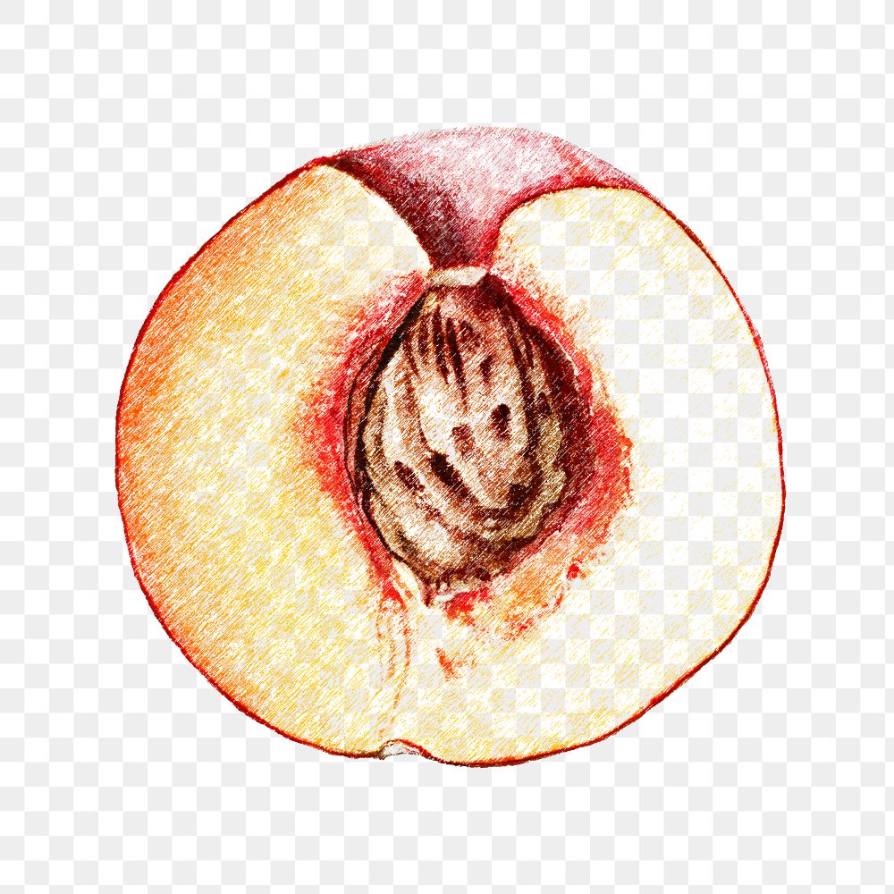 Hand colored half of peach fruit design element